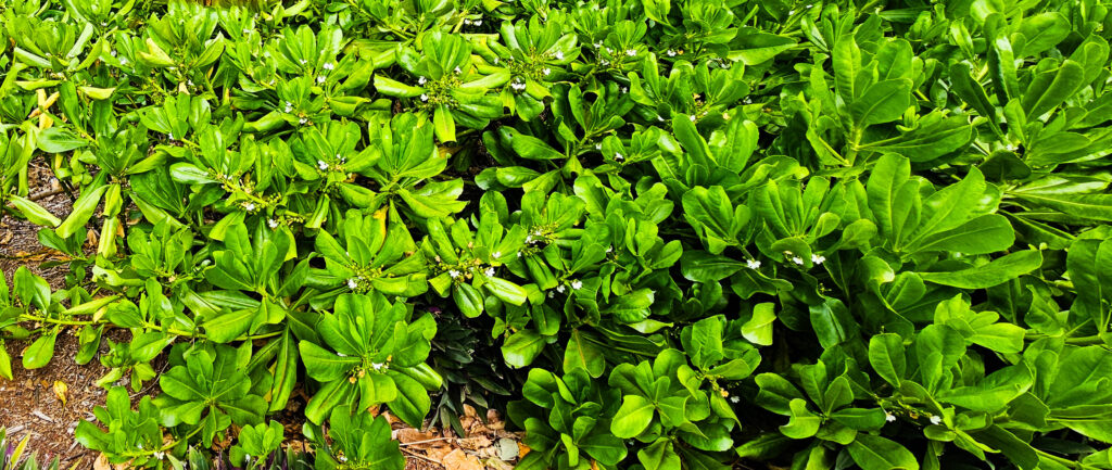 20251029_Reco_SaintJo20